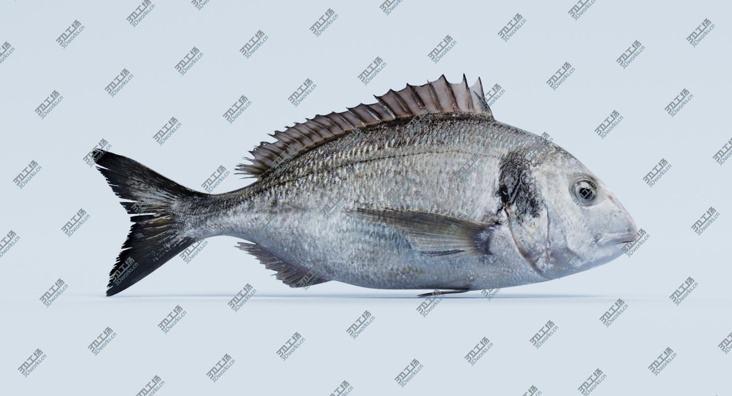 images/goods_img/2021040235/Gilthead Bream (Rigged) 3D model/2.jpg